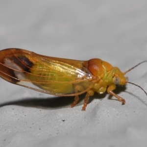 Psyllidae sp. (family) at Acton, ACT - 2 Oct 2022