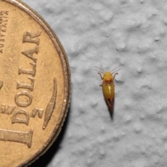 Psyllidae sp. (family) at Acton, ACT - 2 Oct 2022