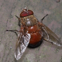 Calliphora ochracea (Reddish Brown blowfly) at ANBG - 1 Oct 2022 by TimL