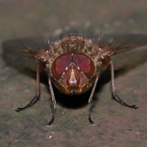 Calliphora ochracea at Acton, ACT - 2 Oct 2022