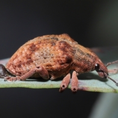 Gonipterus scutellatus (Eucalyptus snout beetle, gum tree weevil) at ANBG - 2 Oct 2022 by TimL