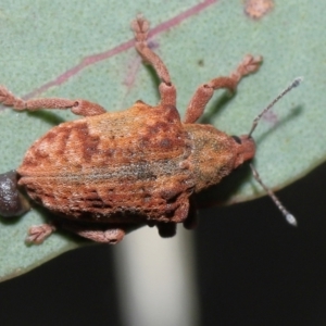 Gonipterus scutellatus at Acton, ACT - 2 Oct 2022