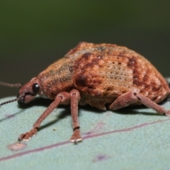 Gonipterus scutellatus at Acton, ACT - 2 Oct 2022