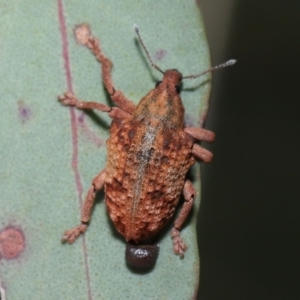 Gonipterus scutellatus at Acton, ACT - 2 Oct 2022