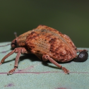 Gonipterus scutellatus at Acton, ACT - 2 Oct 2022