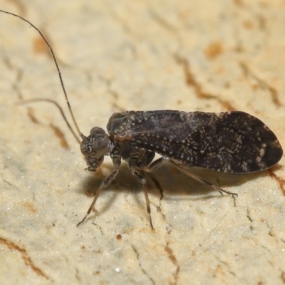 Psocodea 'Psocoptera' sp. (order) (Unidentified plant louse) at Acton, ACT - 2 Oct 2022 by TimL