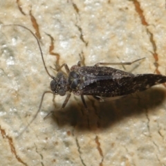 Psocodea 'Psocoptera' sp. (order) at Acton, ACT - 2 Oct 2022 12:59 PM