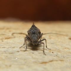 Psocodea 'Psocoptera' sp. (order) at Acton, ACT - 2 Oct 2022 12:59 PM