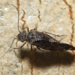 Psocodea 'Psocoptera' sp. (order) at Acton, ACT - 2 Oct 2022