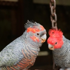 Callocephalon fimbriatum (Gang-gang Cockatoo) at Lyneham, ACT - 30 Mar 2015 by MichaelMulvaney