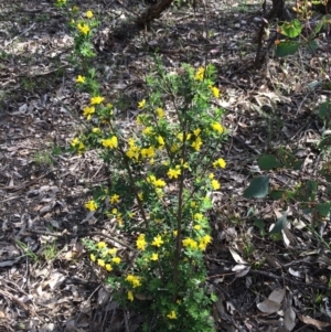 Genista monspessulana at Yarralumla, ACT - 21 Sep 2020 03:02 PM