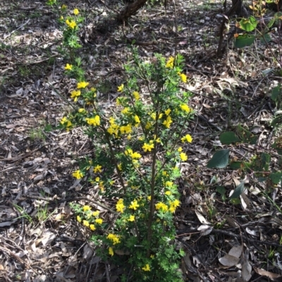 Genista monspessulana (Cape Broom, Montpellier Broom) at Yarralumla, ACT - 21 Sep 2020 by grakymhirth@tpg.com