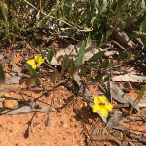 Goodenia hederacea subsp. hederacea at Yarralumla, ACT - 23 Oct 2021