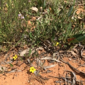 Goodenia hederacea subsp. hederacea at Yarralumla, ACT - 23 Oct 2021