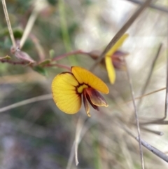 Bossiaea buxifolia (Matted Bossiaea) at Watson, ACT - 10 Oct 2022 by waltraud