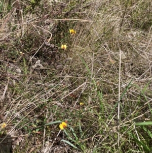 Bossiaea buxifolia at Watson, ACT - 10 Oct 2022 12:31 PM