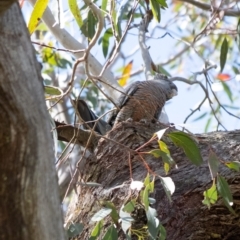 Callocephalon fimbriatum (Gang-gang Cockatoo) at Penrose, NSW - 10 Oct 2022 by Aussiegall