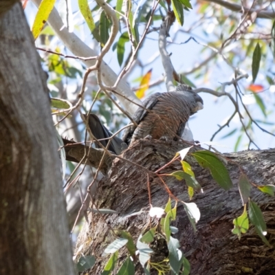Callocephalon fimbriatum (Gang-gang Cockatoo) at Penrose, NSW - 9 Oct 2022 by Aussiegall