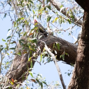 Callocephalon fimbriatum at Penrose, NSW - suppressed