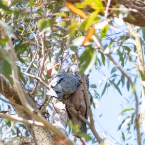 Callocephalon fimbriatum at Penrose, NSW - suppressed