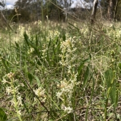 Stackhousia monogyna (Creamy Candles) at Watson, ACT - 10 Oct 2022 by waltraud