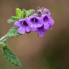 Prostanthera incana (Velvet Mint-bush) at Penrose, NSW - 8 Oct 2022 by Aussiegall