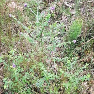 Prostanthera incana at Penrose, NSW - 8 Oct 2022