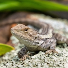 Amphibolurus muricatus (Jacky Lizard) at Penrose - 3 Oct 2022 by Aussiegall