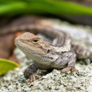 Amphibolurus muricatus at Penrose, NSW - 3 Oct 2022