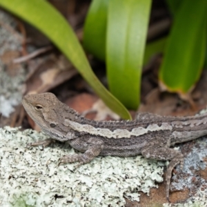 Amphibolurus muricatus at Penrose, NSW - 3 Oct 2022