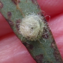 Glycaspis sp. (genus) at Flynn, ACT - 4 Oct 2022