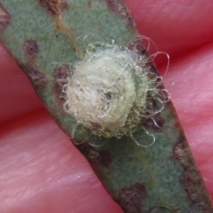 Glycaspis sp. (genus) at Flynn, ACT - 4 Oct 2022