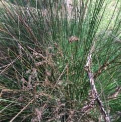 Juncus sp. (A Rush) at Yarralumla, ACT - 8 Oct 2021 by grakymhirth@tpg.com