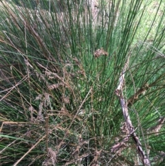 Juncus sp. (A Rush) at Stirling Park - 8 Oct 2021 by grakymhirth@tpg.com