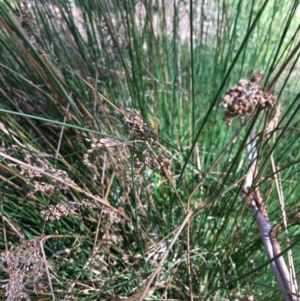 Juncus sp. at Yarralumla, ACT - 8 Oct 2021