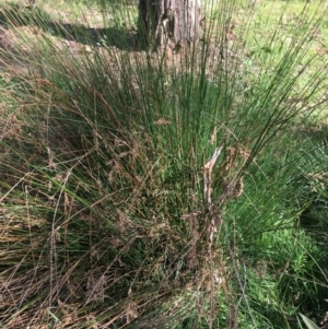 Juncus sp. at Yarralumla, ACT - 8 Oct 2021