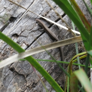 Lampropholis delicata at Molonglo Valley, ACT - 4 Oct 2022