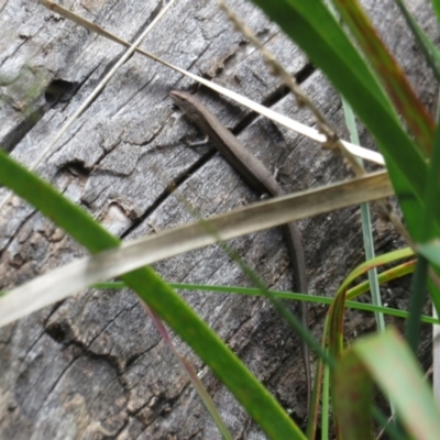 Lampropholis delicata (Delicate Skink) at Molonglo Valley, ACT - 4 Oct 2022 by Christine