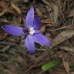 Glossodia major (Wax Lip Orchid) at Black Mountain - 4 Oct 2022 by Christine