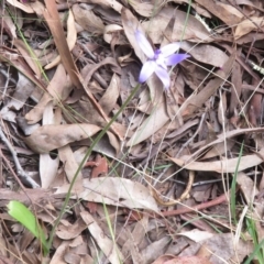 Glossodia major at Undefined Area - suppressed