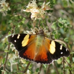Vanessa itea (Yellow Admiral) at Bonner, ACT - 9 Oct 2022 by Christine