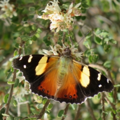 Vanessa itea (Yellow Admiral) at Bonner, ACT - 9 Oct 2022 by Christine