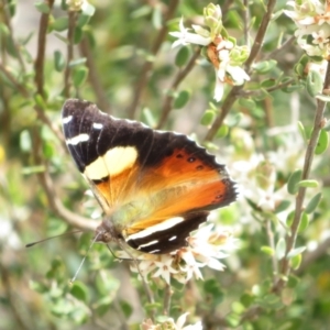 Vanessa itea at Bonner, ACT - 9 Oct 2022 12:10 PM