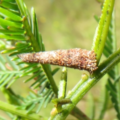 Conoeca or Lepidoscia (genera) IMMATURE (Unidentified Cone Case Moth larva, pupa, or case) at Bonner, ACT - 9 Oct 2022 by Christine