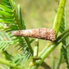 Lepidoscia (genus) IMMATURE (Unidentified Cone Case Moth larva, pupa, or case) at Mulligans Flat - 9 Oct 2022 by Christine