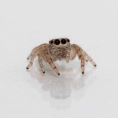 Opisthoncus grassator (Jumping spider) at QPRC LGA - 25 Sep 2022 by MarkT