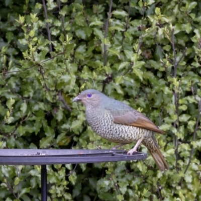 Ptilonorhynchus violaceus (Satin Bowerbird) at Jerrabomberra, NSW - 8 Oct 2022 by MarkT