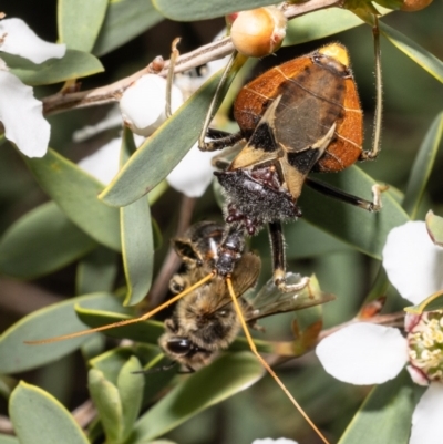 Reduviidae (family) (An assassin bug) at Kurnell, NSW - 8 Oct 2022 by Roger