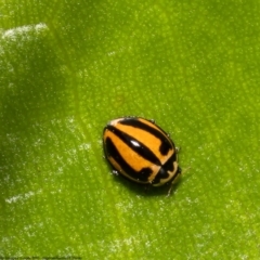 Micraspis frenata (Striped Ladybird) at Kurnell, NSW - 8 Oct 2022 by Roger