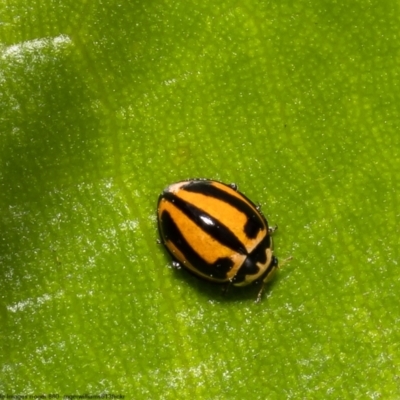 Micraspis frenata (Striped Ladybird) at Kurnell, NSW - 8 Oct 2022 by Roger